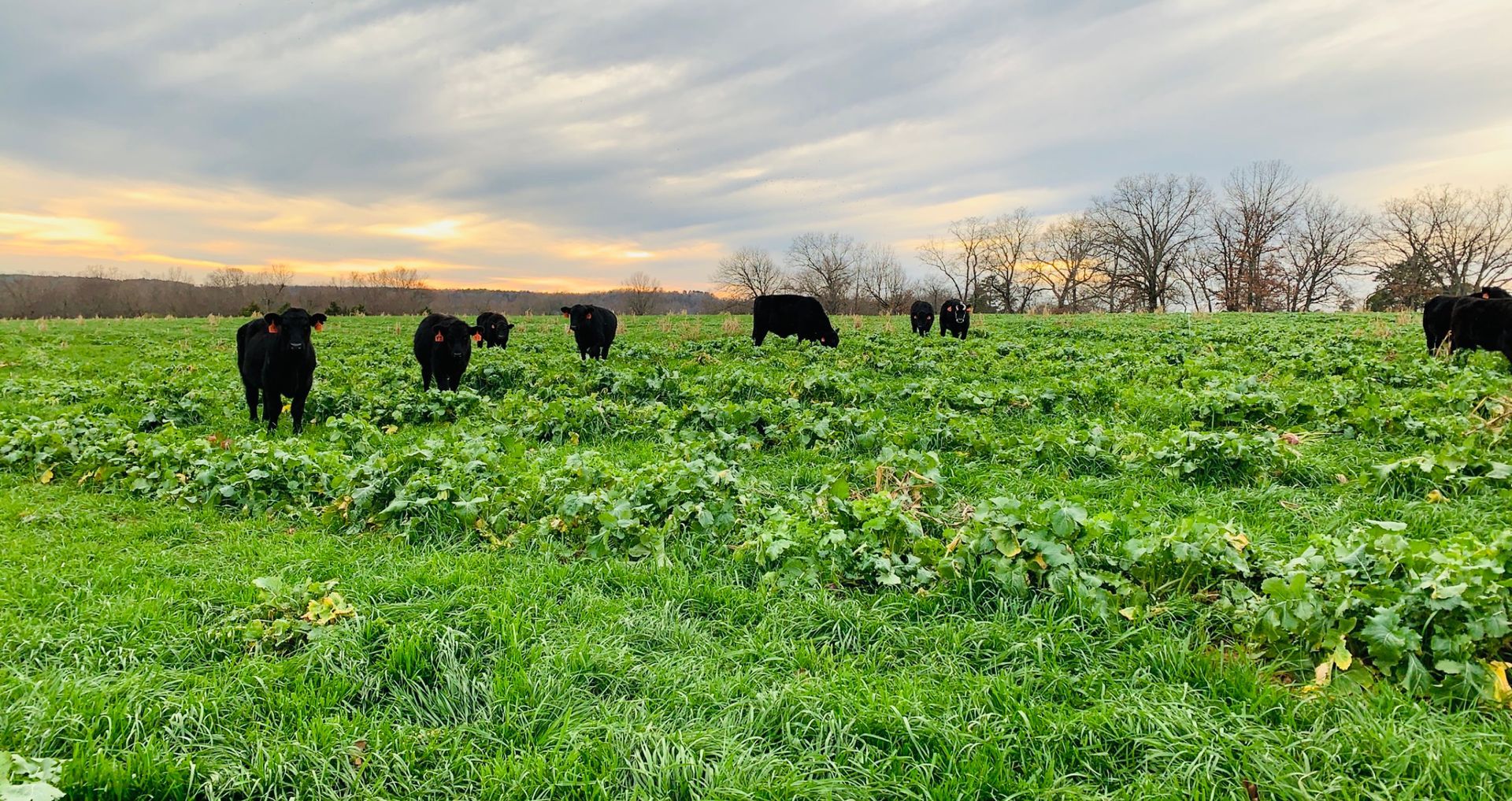 Black cows grazing in a lush green field at sunset, with trees in the background.