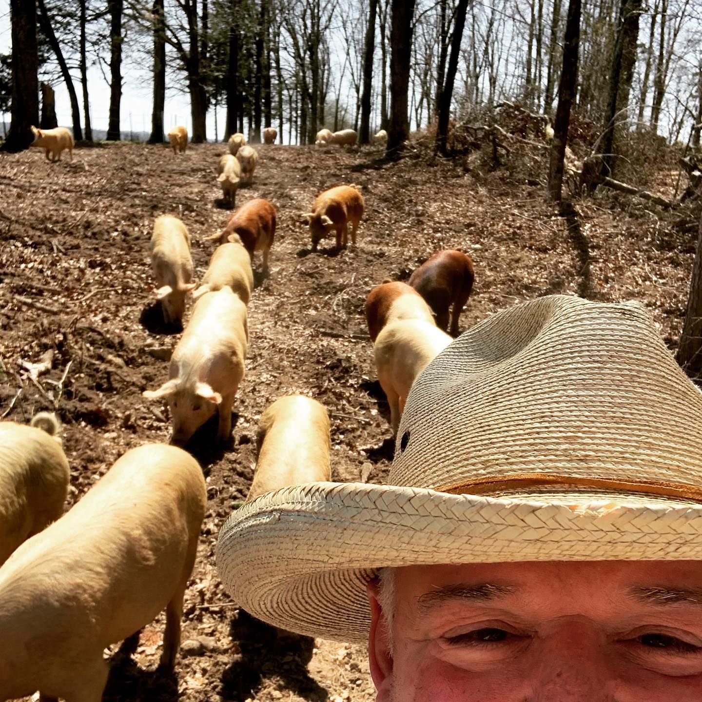 Person in straw hat taking a selfie with a flock of sheep in a wooded area