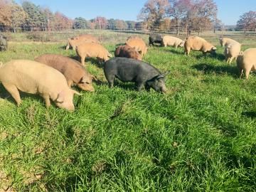 Pigs of various colors grazing in a green field on a sunny day