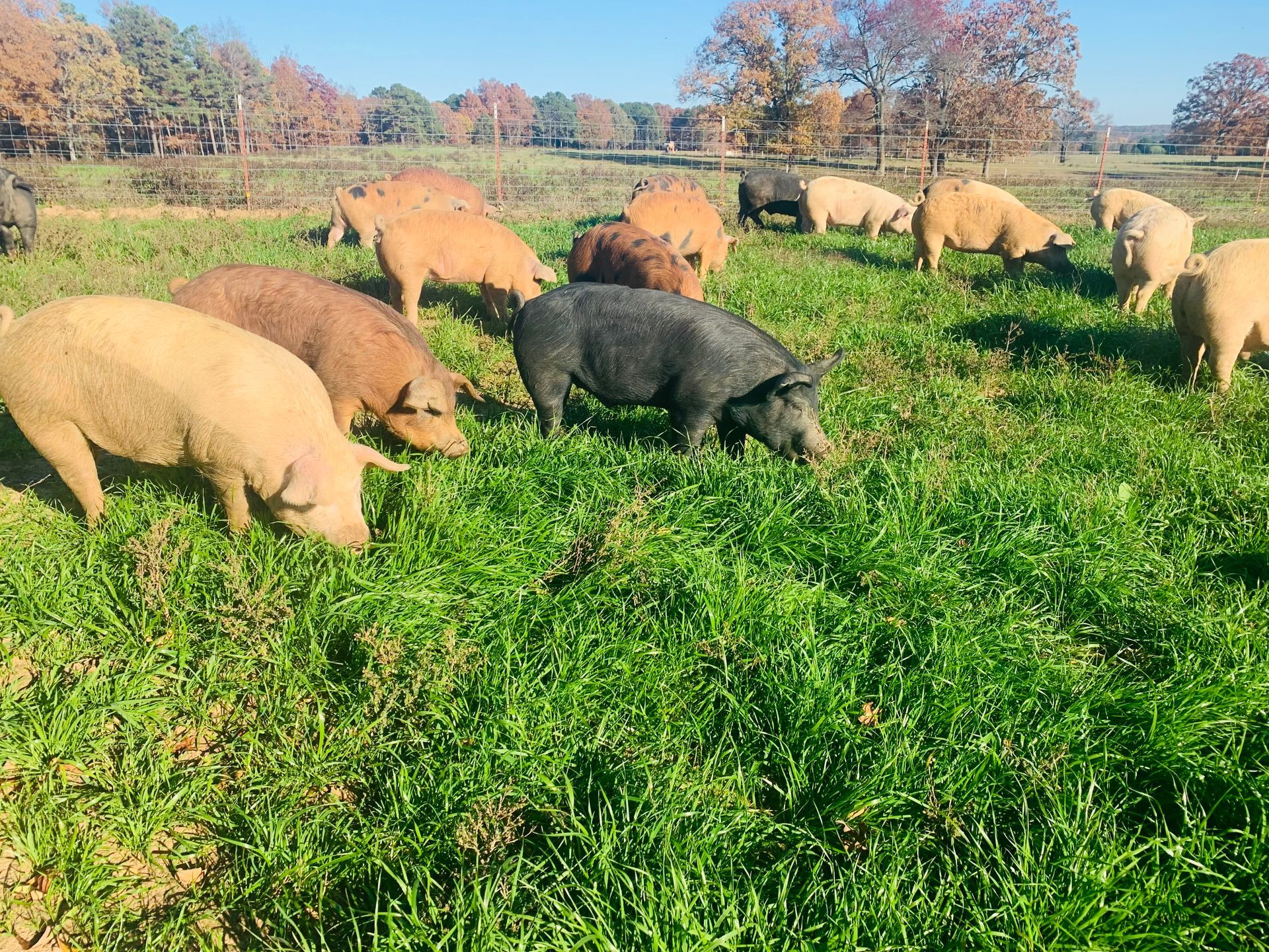 A herd of pigs grazing in a green field under a bright sky.