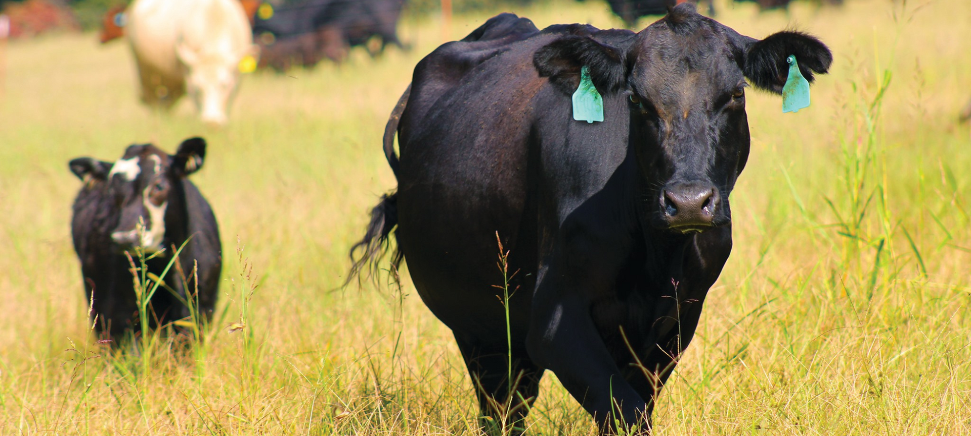 Black cows walking through a grassy field, one in front and one in the background