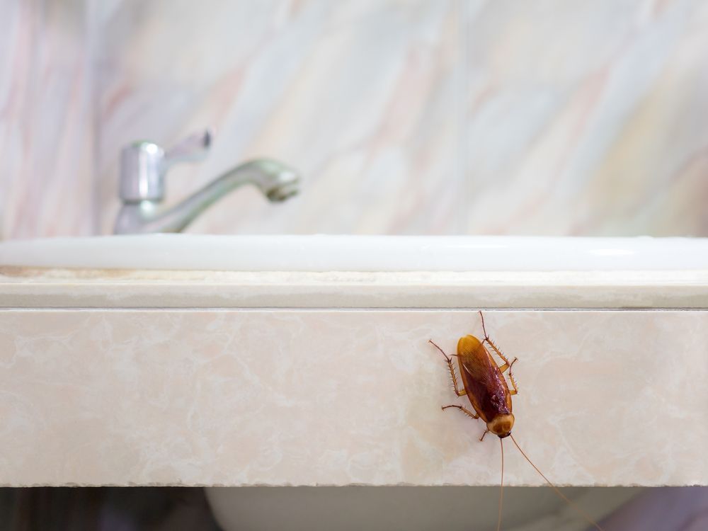 A cockroach is sitting on the edge of a bathroom sink.