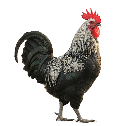 Rooster with black and silver plumage, red comb and wattle, standing on white background.