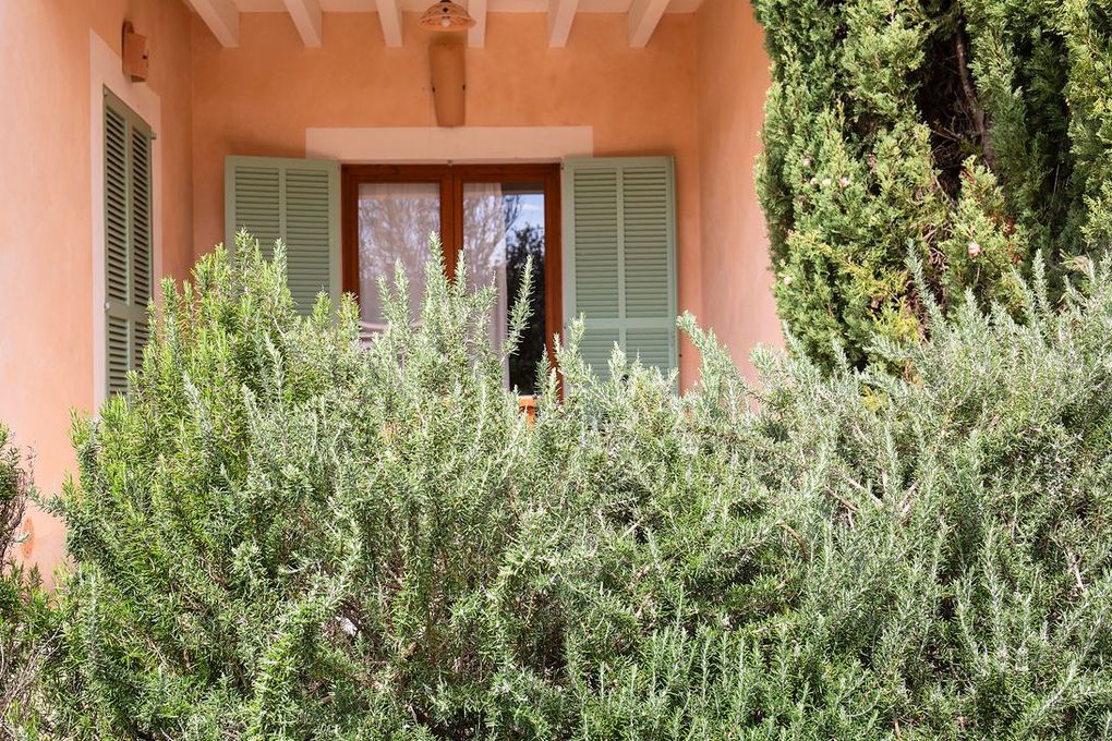 Arbustos verdes frente a un edificio de terracota con contraventanas verdes y puerta de madera.
