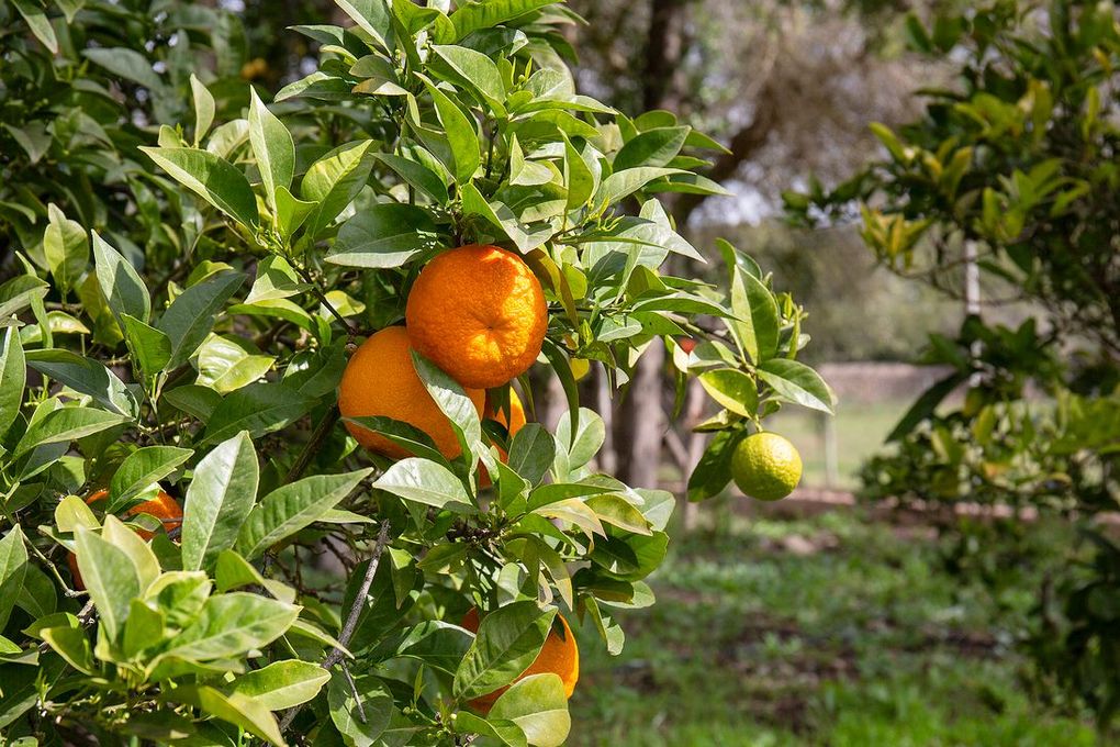 Naranjo con naranjas maduras y hojas verdes sobre un fondo exterior borroso.