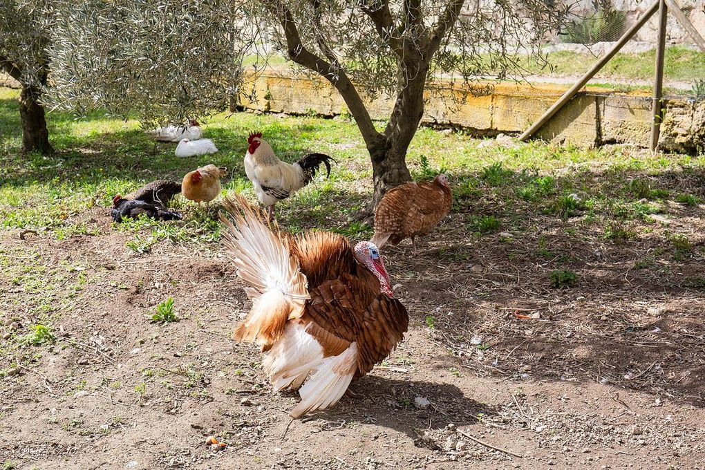 Un pavo marrón con las plumas de la cola extendidas se encuentra entre pollos y un gallo en un patio soleado.