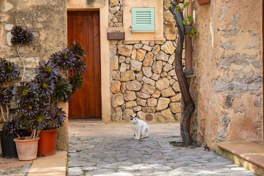Un gato blanco se sienta en un patio de piedra con plantas en macetas