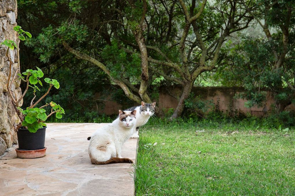Dos gatos con marcas marrones y blancas están sentados en un patio de piedra