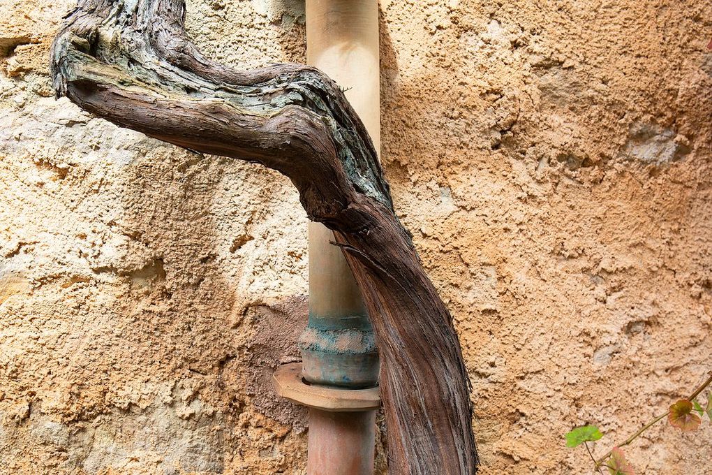 Rama de vid enrollada alrededor de un tubo marrón contra una pared texturizada de color canela.