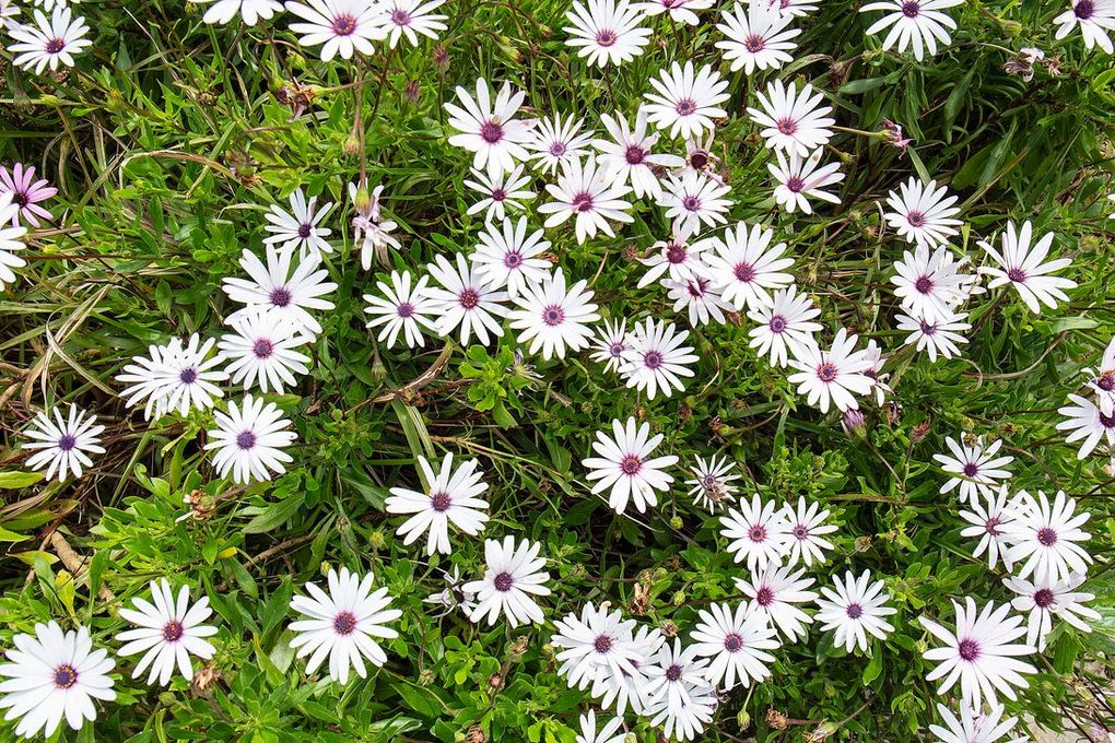 Flores blancas y moradas parecidas a margaritas con follaje verde.