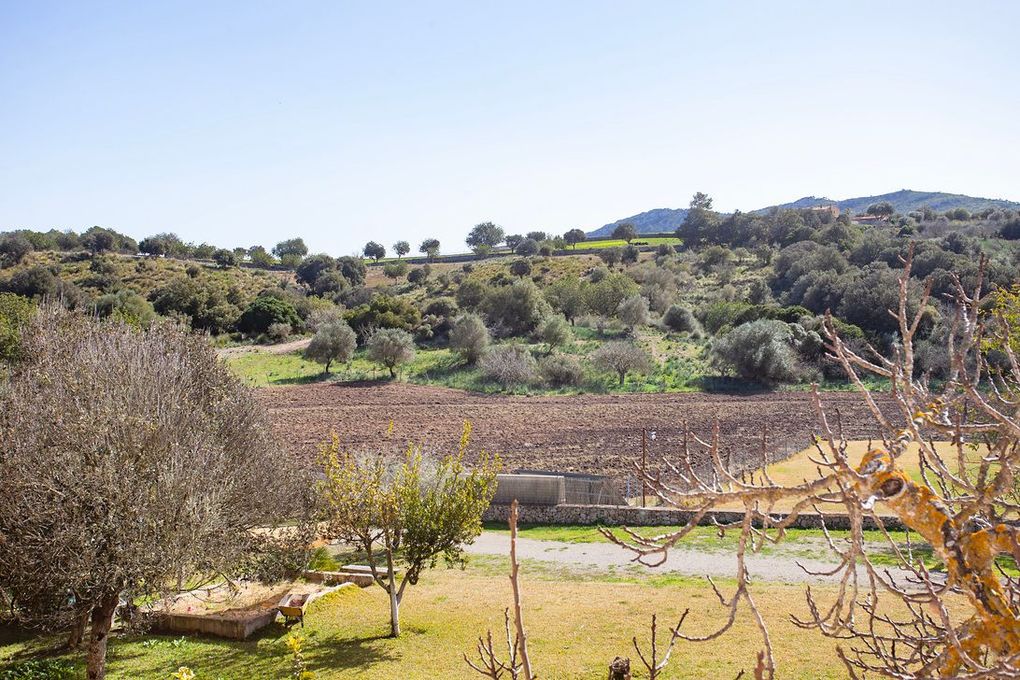Una vista de un campo con árboles y montañas al fondo.