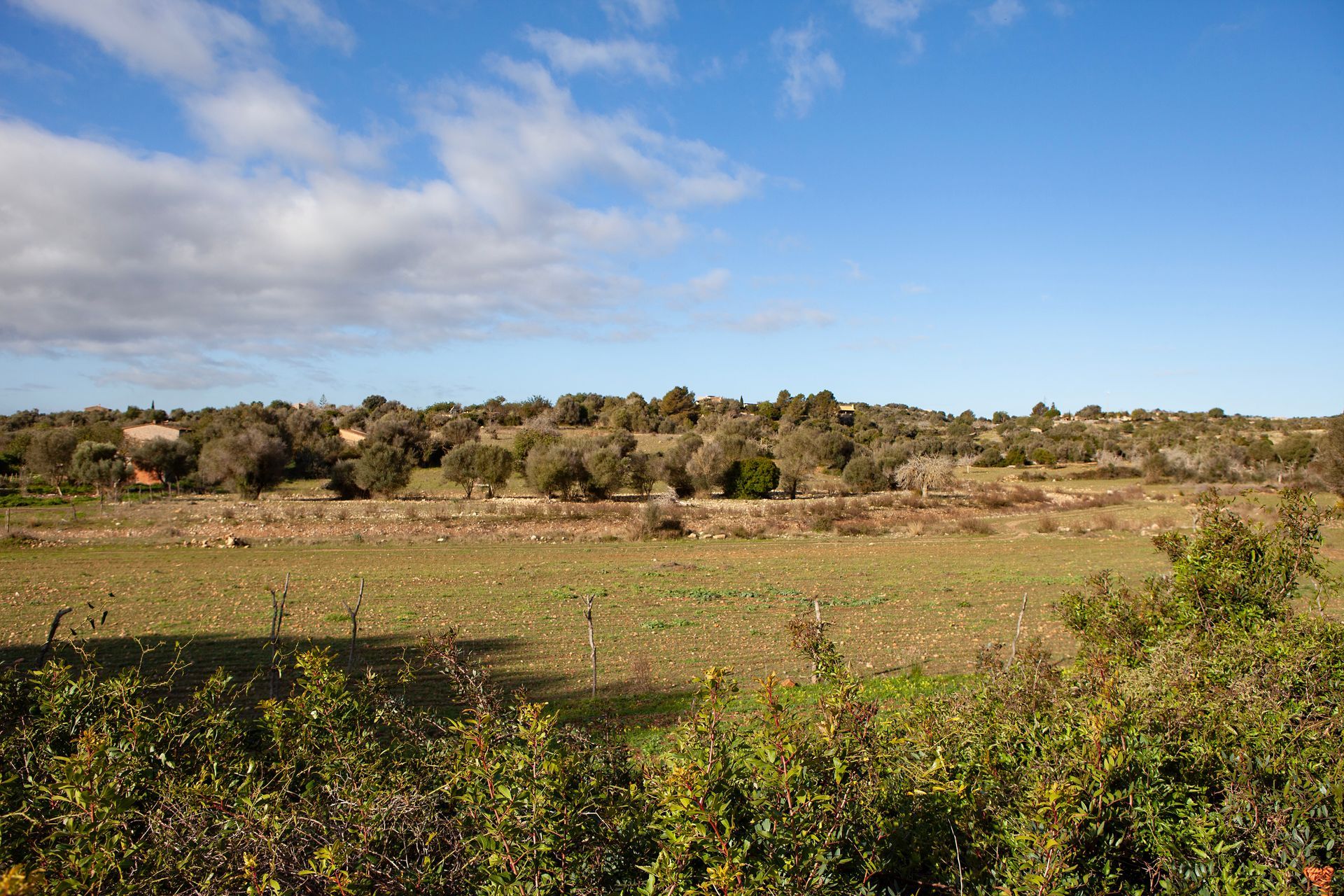 Un campo con árboles al fondo y un cielo azul con nubes.