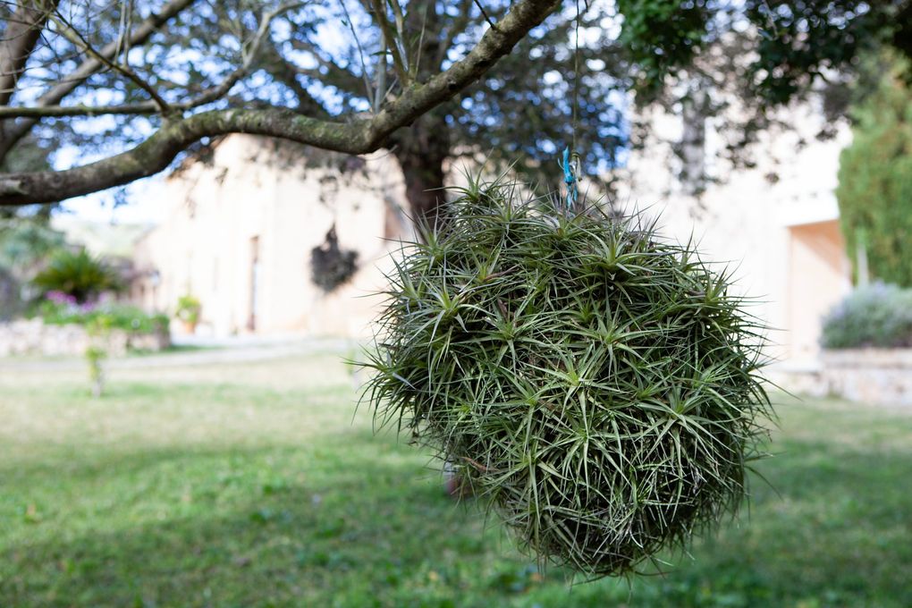 Un árbol con una bola de musgo colgando de él.