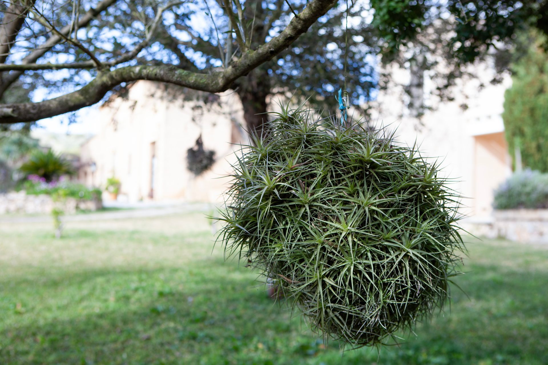 A tree with a ball of moss hanging from it.