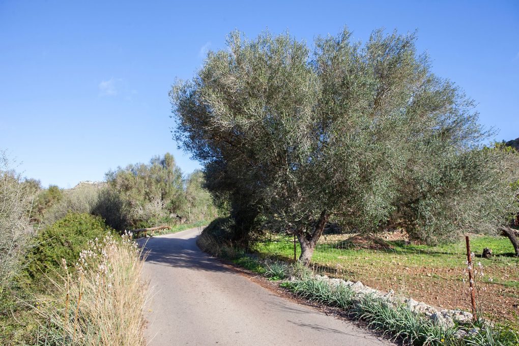 Un camino con un árbol al costado.