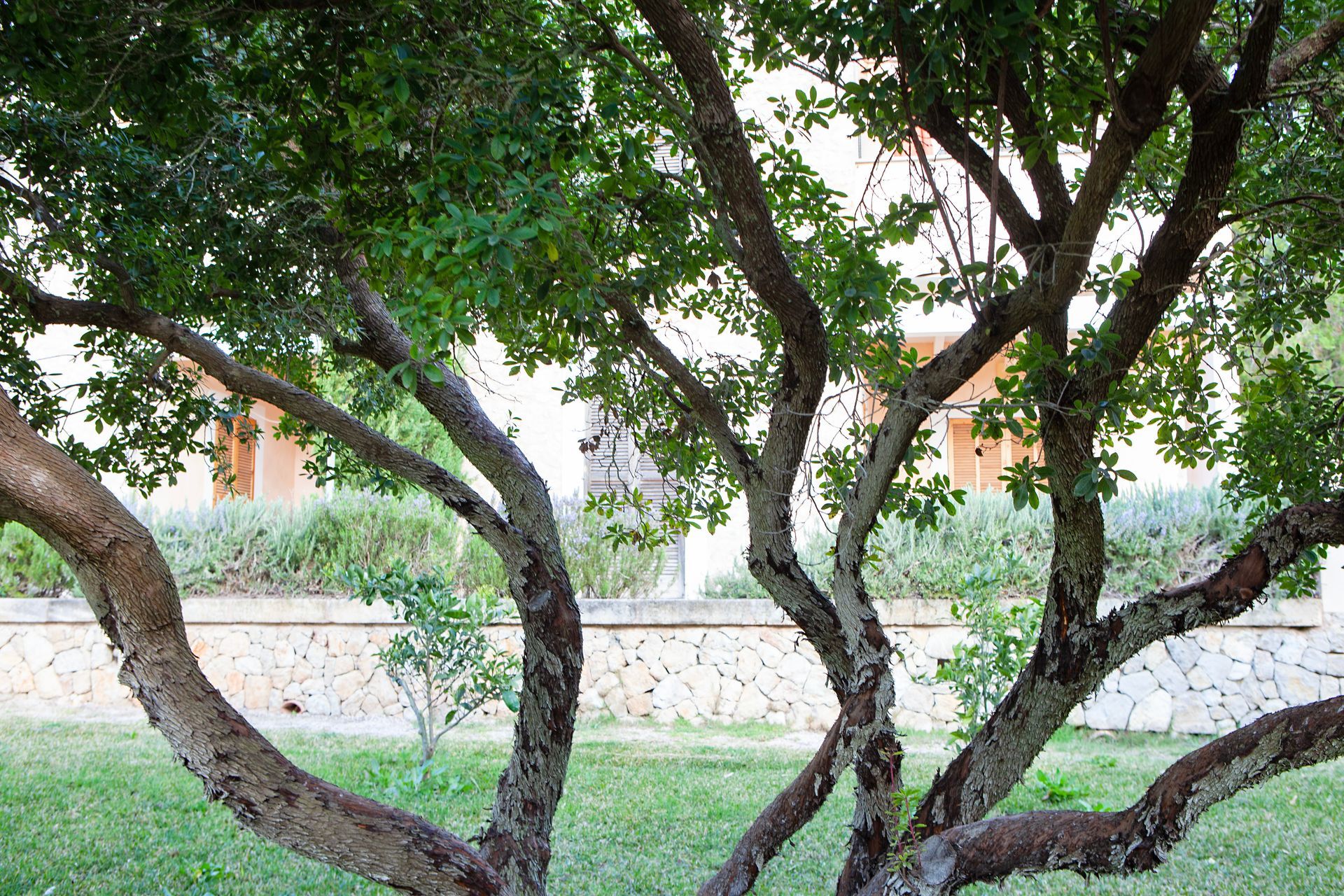 Un árbol con muchas ramas y hojas en un parque.