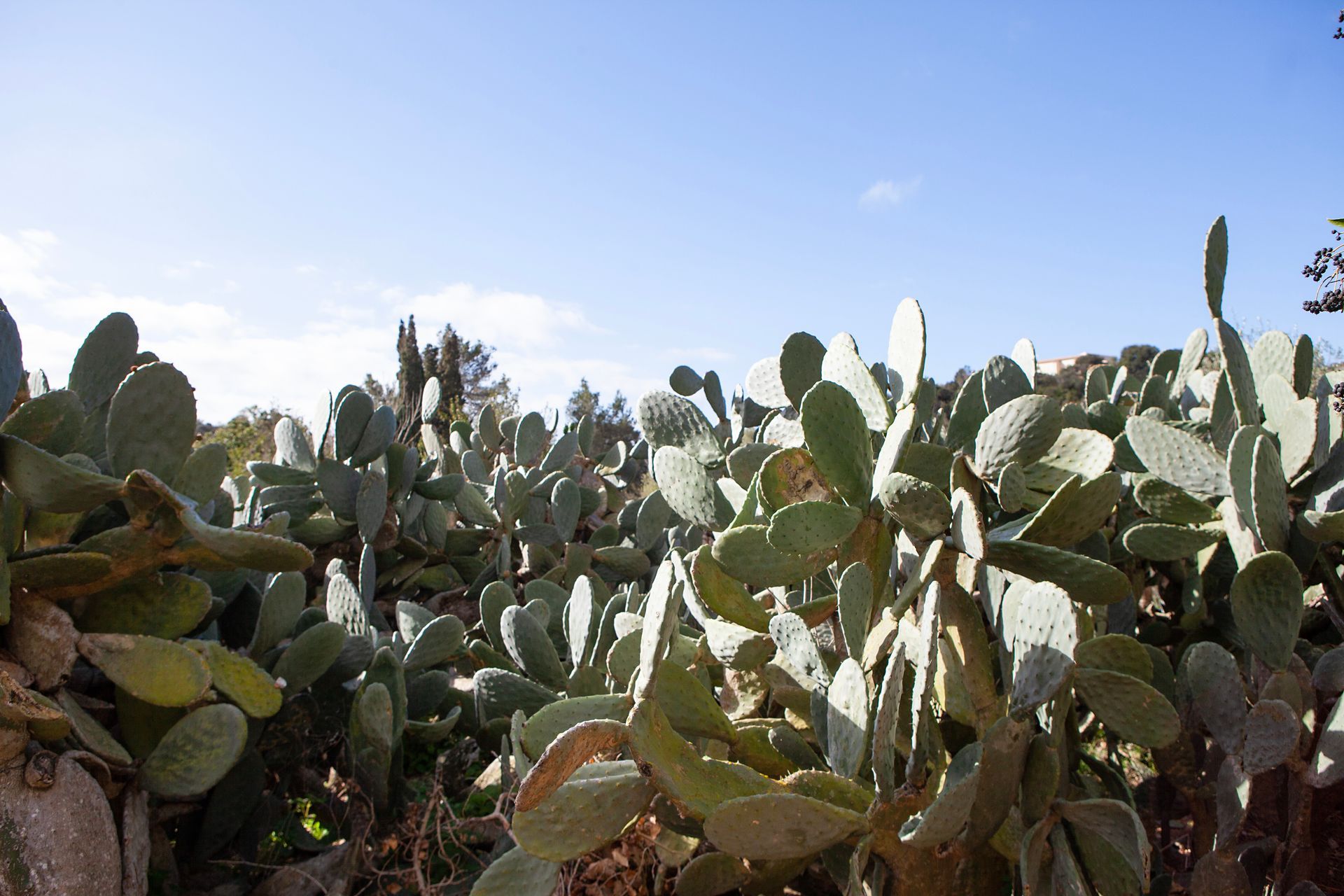 A field of cactus plants with a blue sky in the background