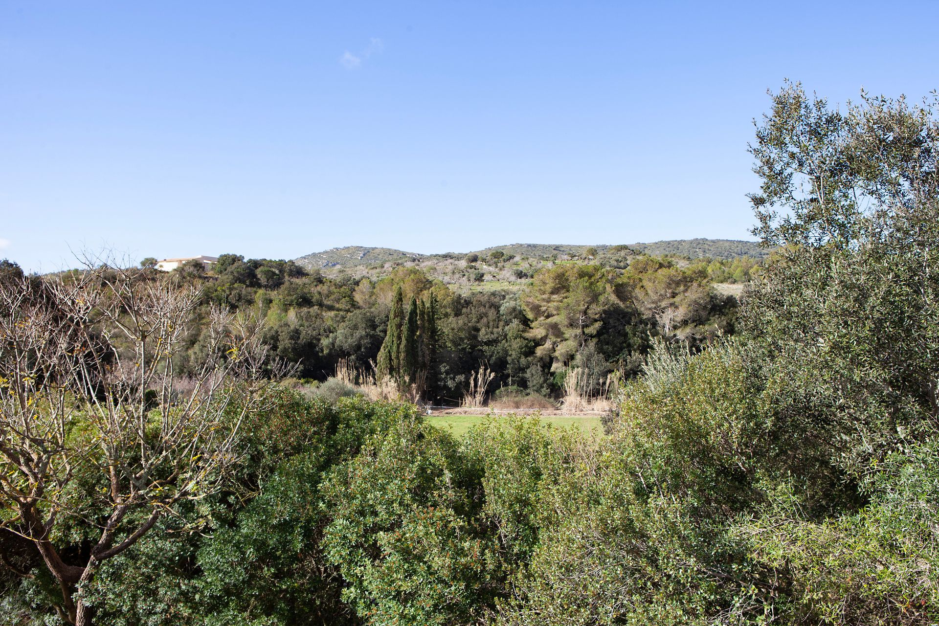 Un exuberante bosque verde con montañas al fondo y un cielo azul.