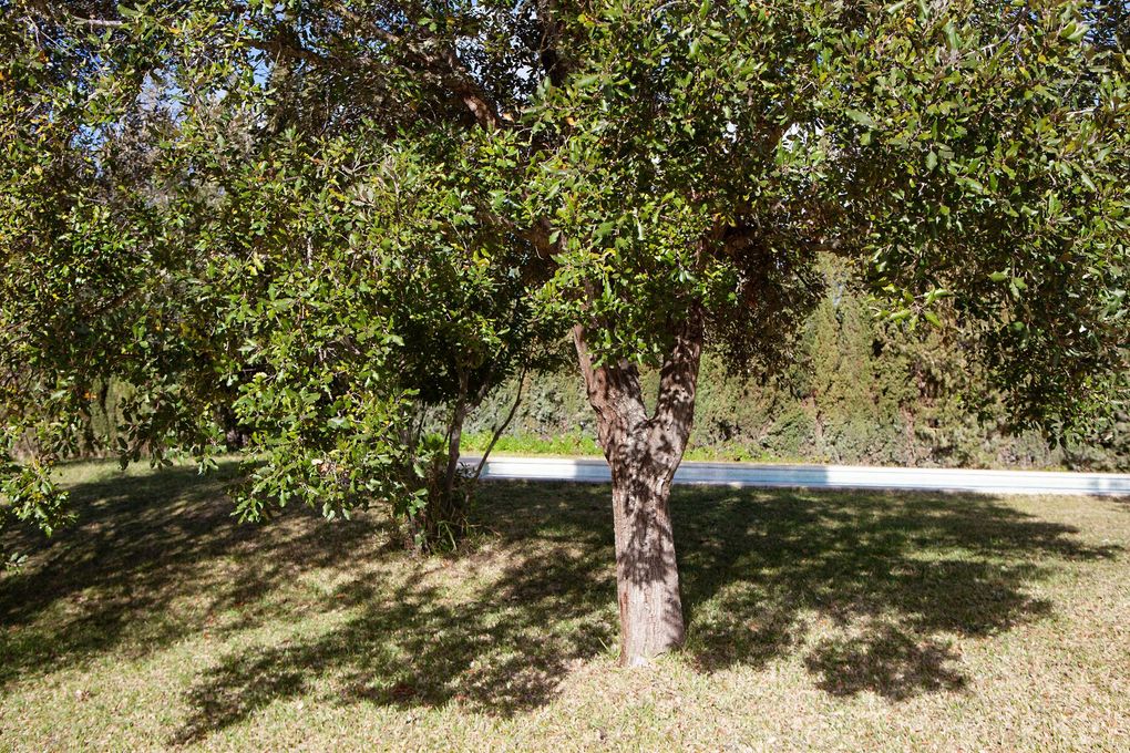 Un árbol con muchas hojas está en medio de un campo de hierba.