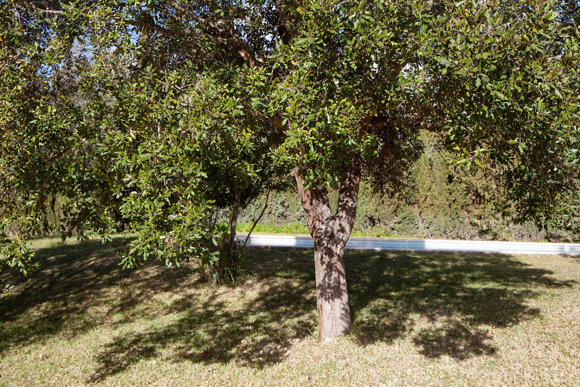 A tree with lots of leaves is in the middle of a grassy field.