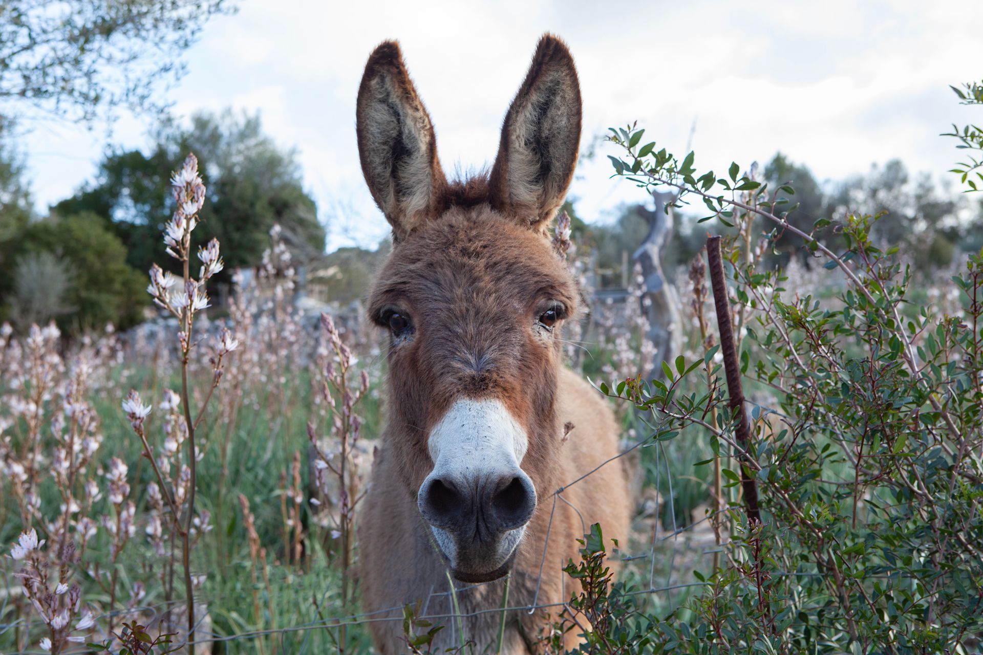 A donkey is standing in a field of flowers and looking at the camera.