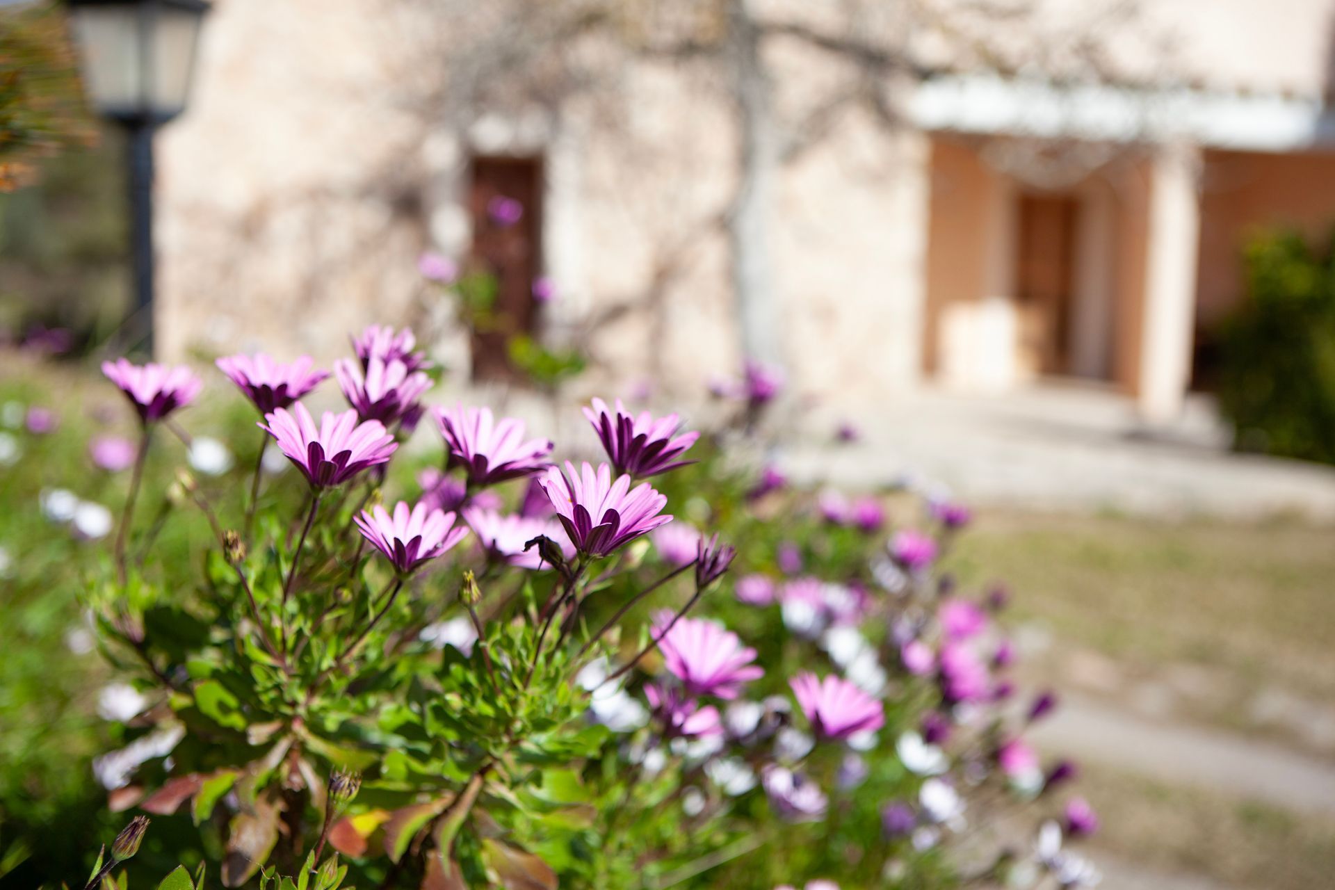 There are purple flowers in the foreground and a house in the background.
