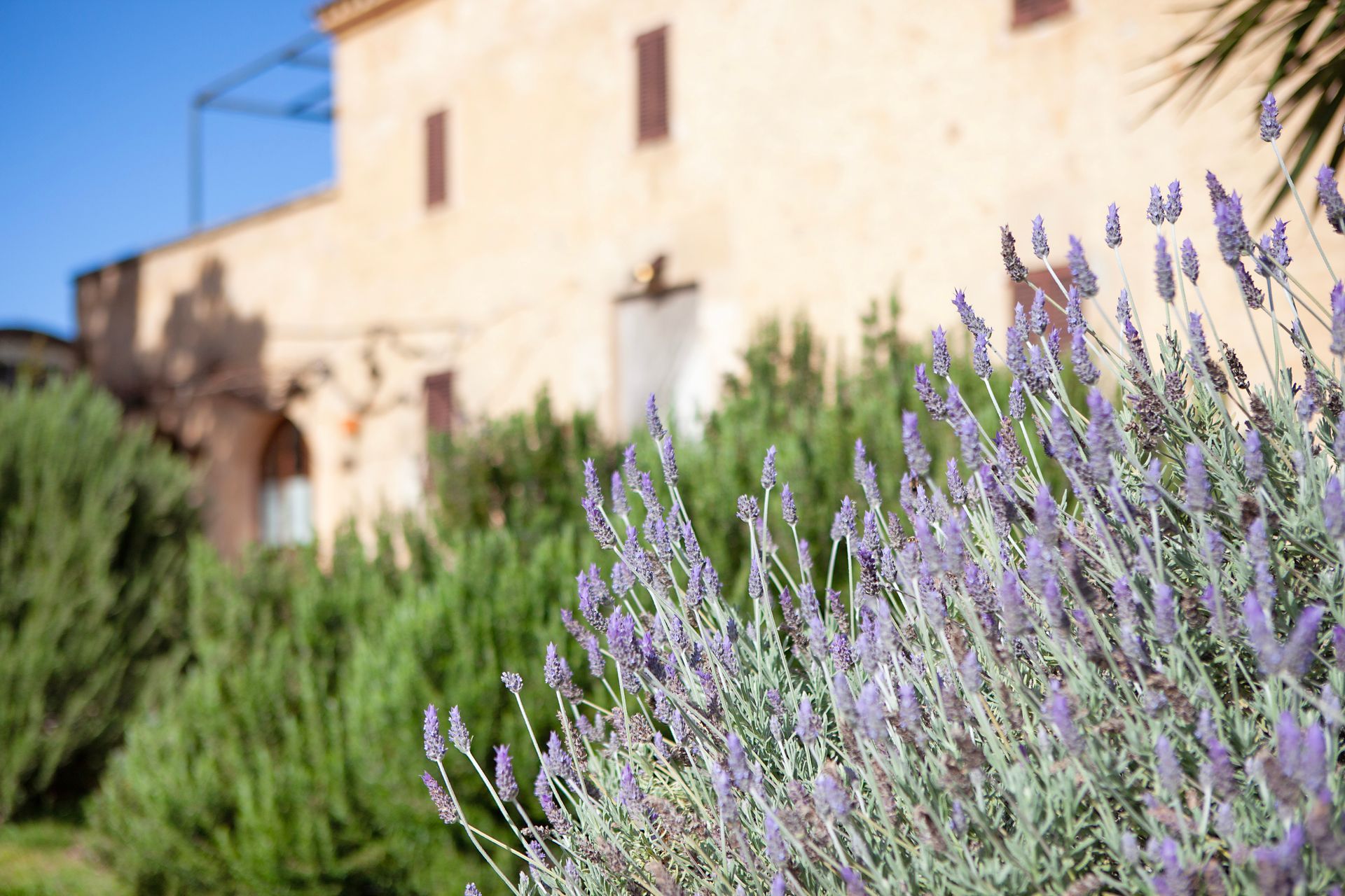 A bunch of purple flowers are growing in front of a building.