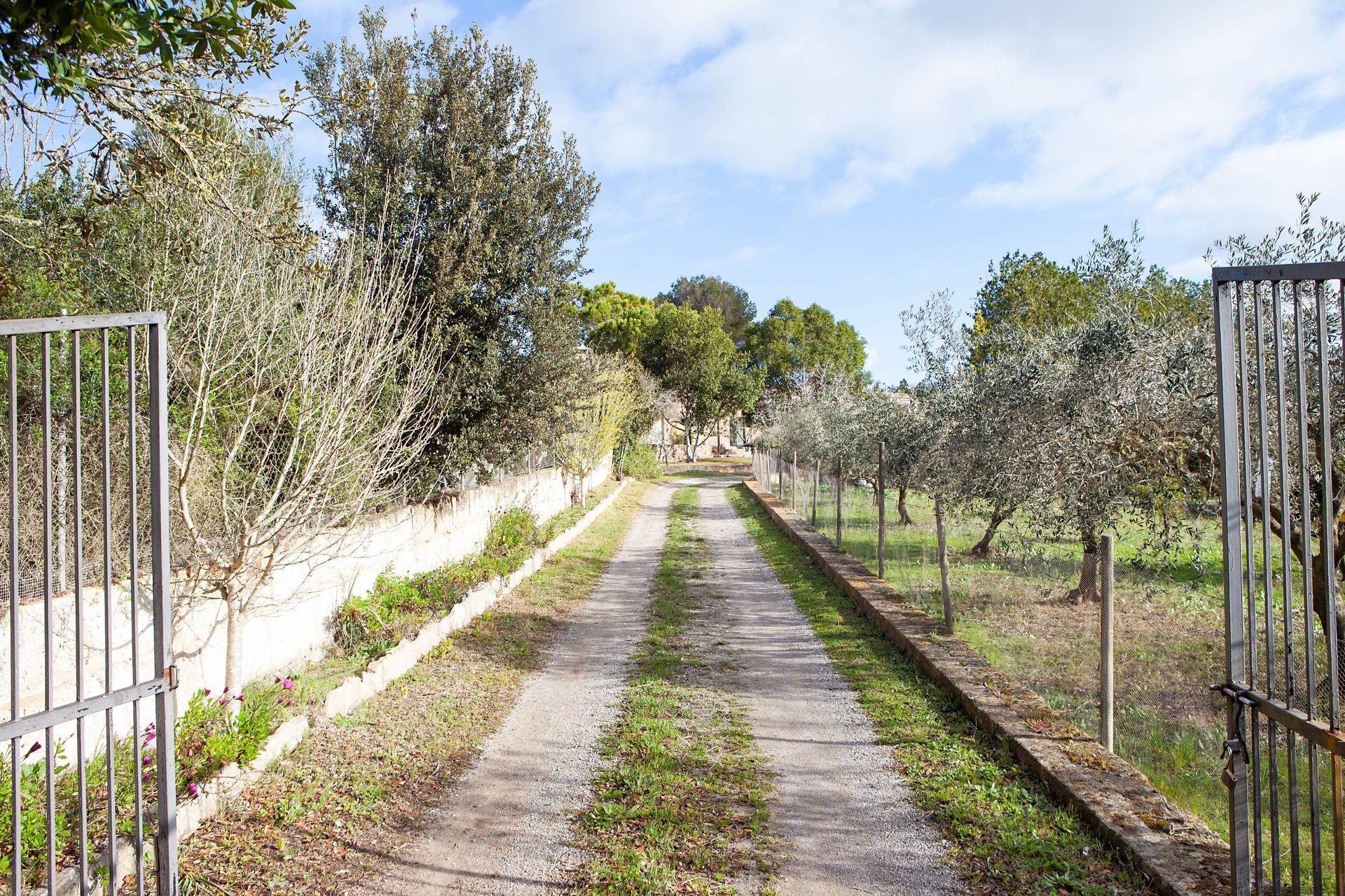 A road with trees on both sides and a gate in the middle