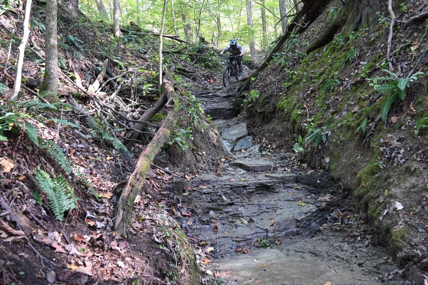mountain bike riders in the woods