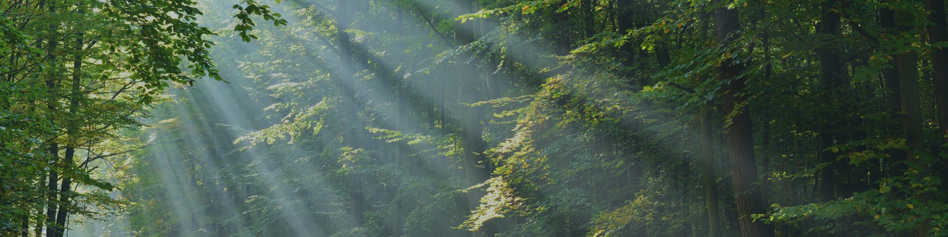 Sunbeams filtering through dense green forest trees over a leafy path