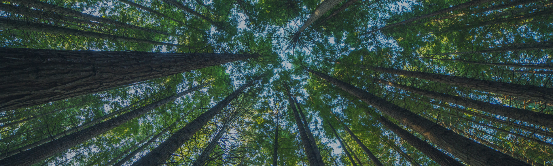 Tall trees viewed from below, their green leaves forming a canopy against the sky