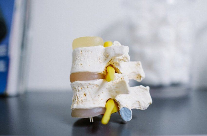 back bone