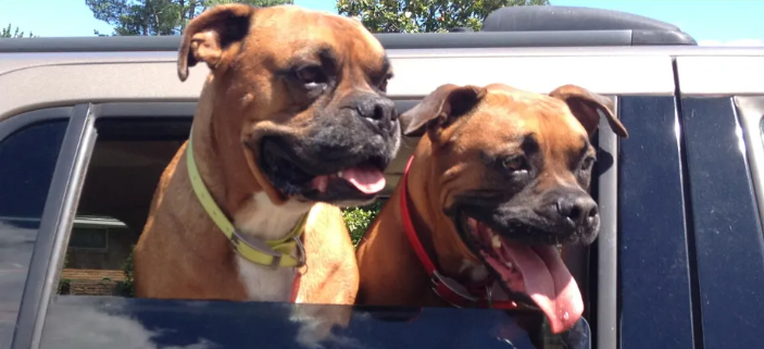 photos of two cute dogs