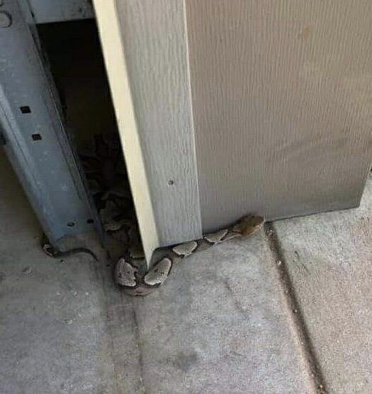 A snake partially visible, curled near a closed door in a concrete area.