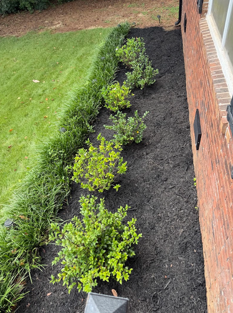 Freshly mulched garden bed with small shrubs along a brick house beside a green lawn