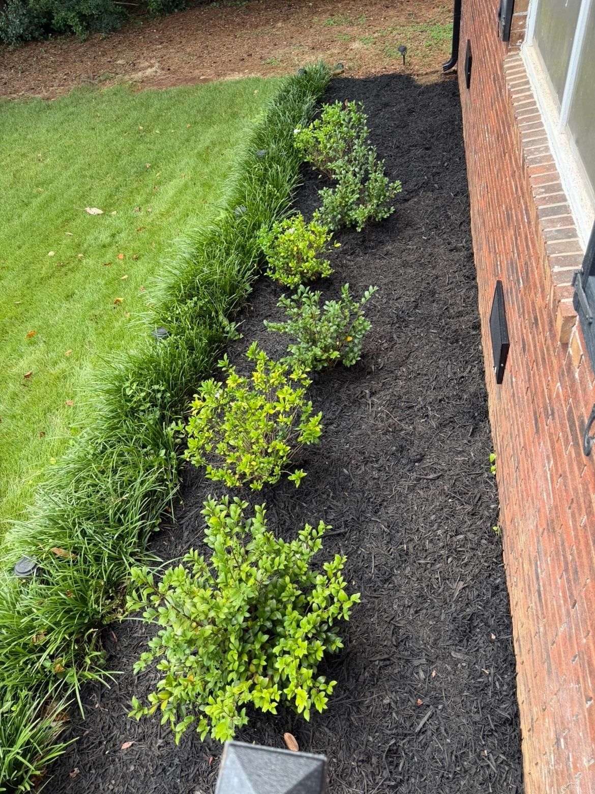Mulch bed with small green shrubs beside a brick house and lawn