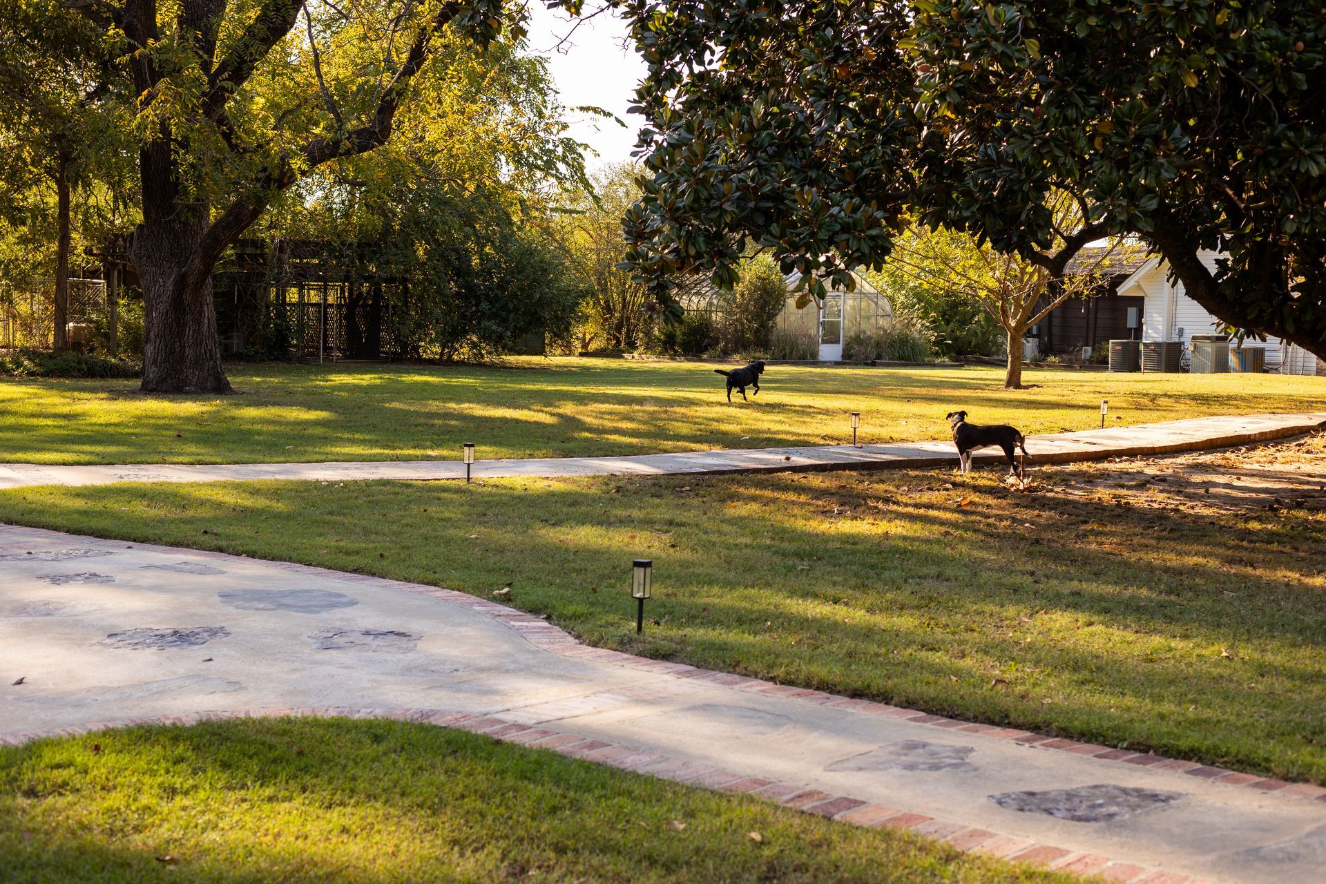 Two dogs walk across a grassy lawn with trees, a paved path, and landscape lighting in a suburban yard.