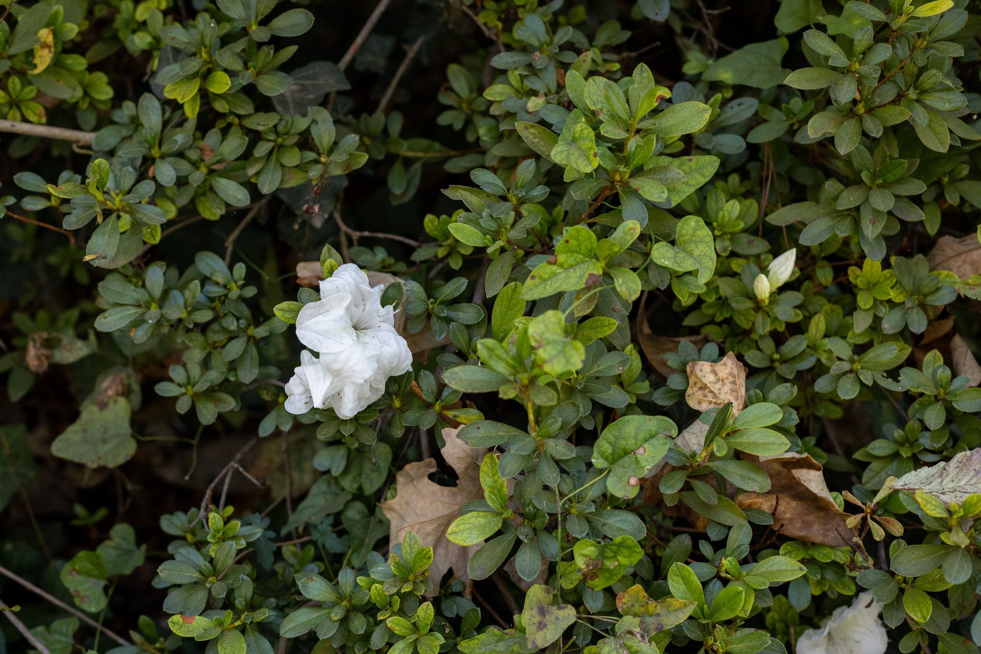 A single white flower blooms amidst dense, dark green azalea foliage with scattered fallen brown leaves.