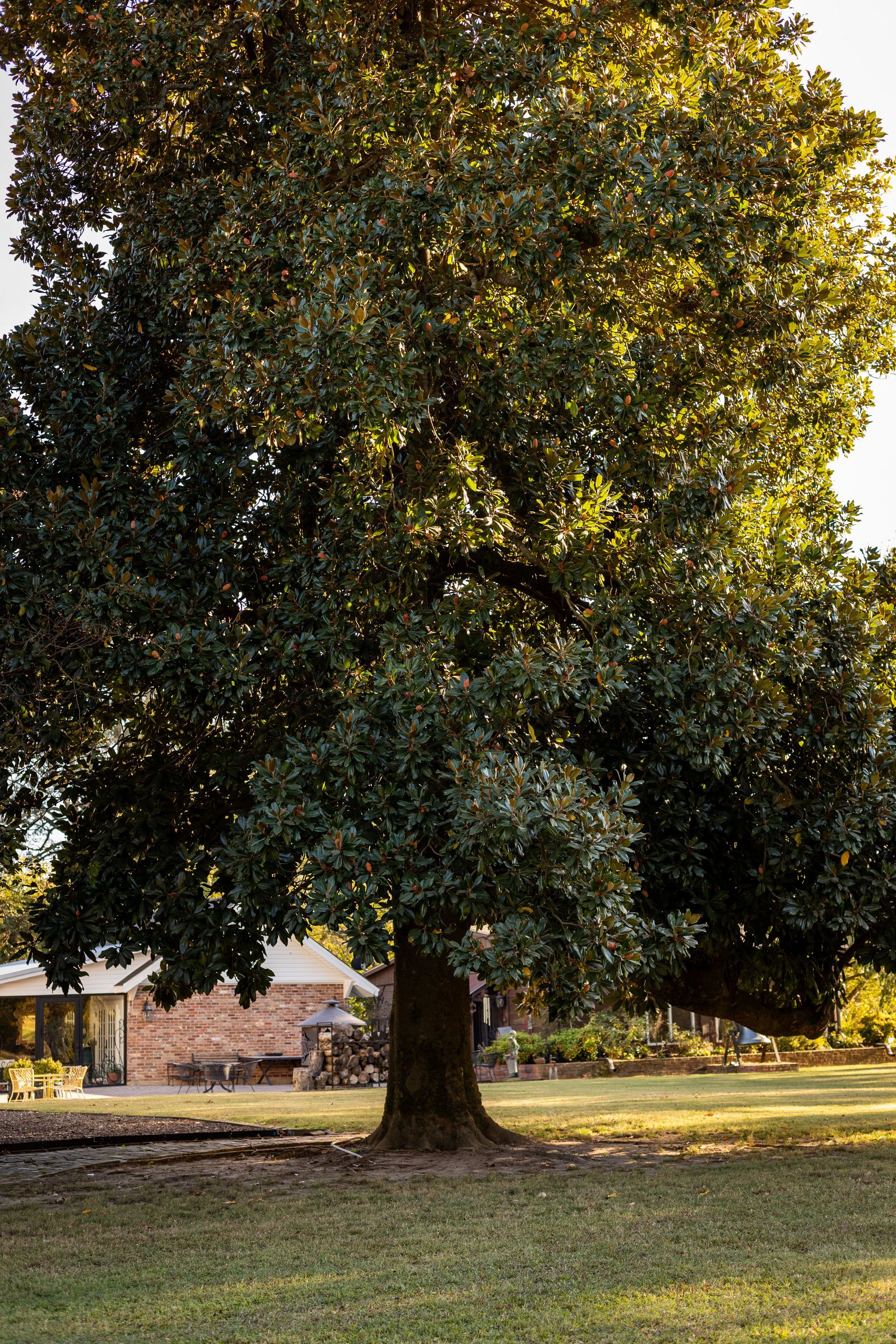 A large, mature tree with dense green foliage stands in a grassy yard, with a brick building visible in the background.