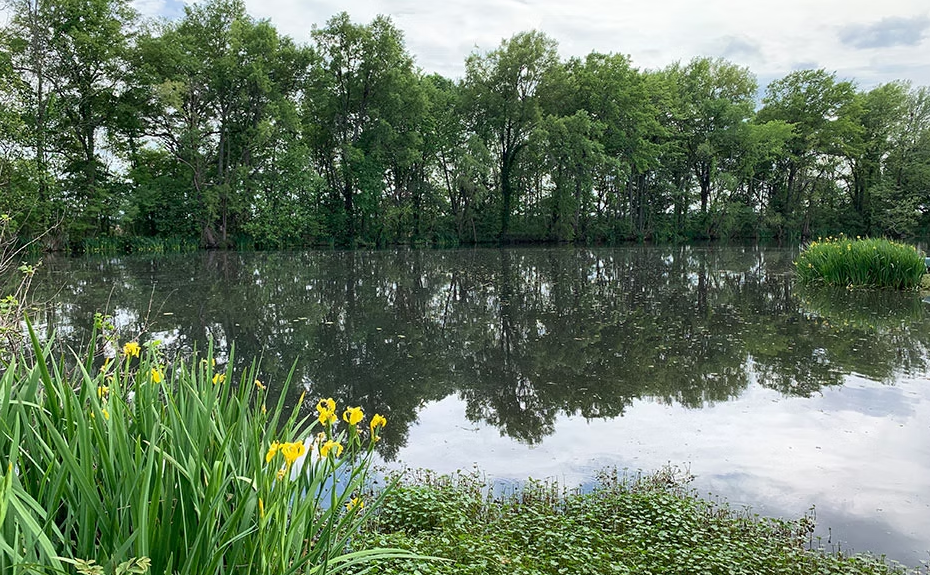 A serene pond reflects a line of lush green trees under a cloudy sky, with yellow irises growing in the foreground.