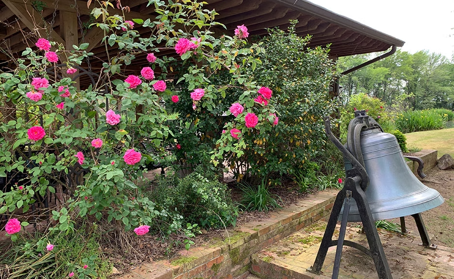 A large, silver bell stands in a garden beside a bush covered in bright pink roses under a wooden structure.
