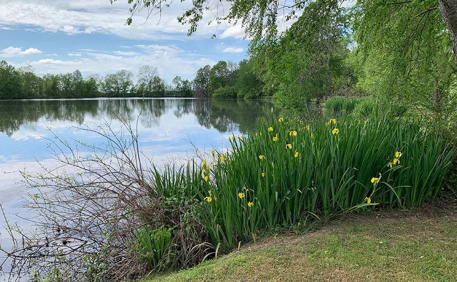 A calm pond reflects the blue sky and clouds, with a patch of vibrant yellow irises blooming on the grassy shoreline.