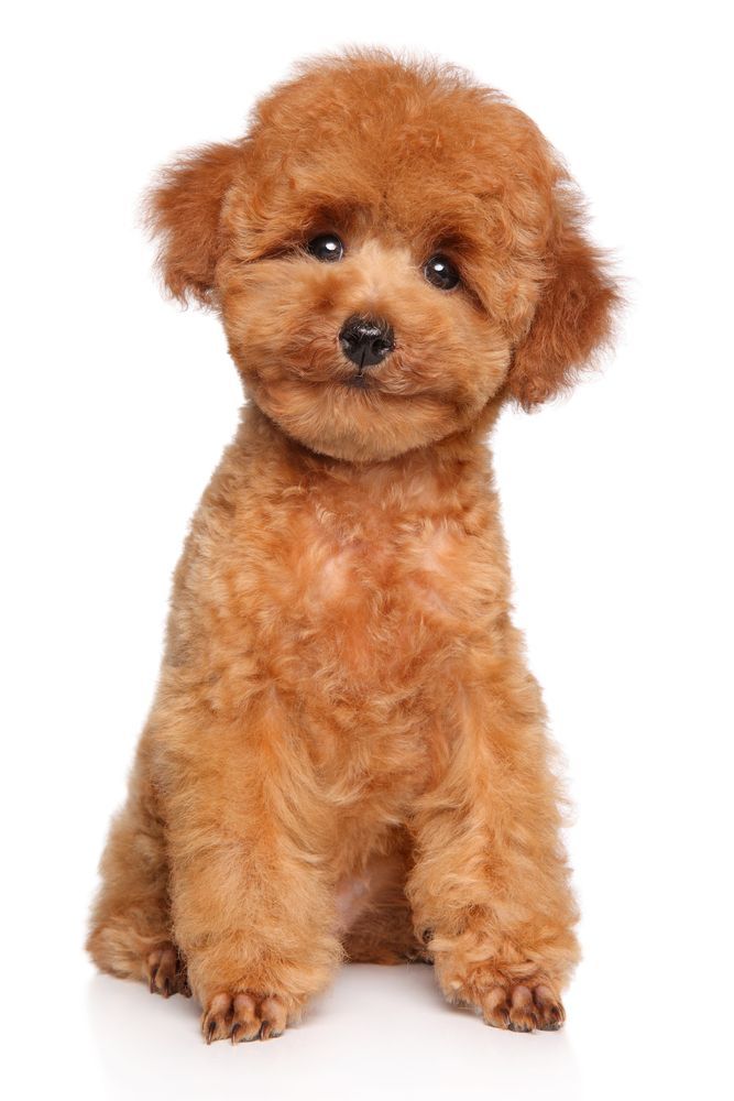 Red poodle sitting, looking forward with a slight head tilt.