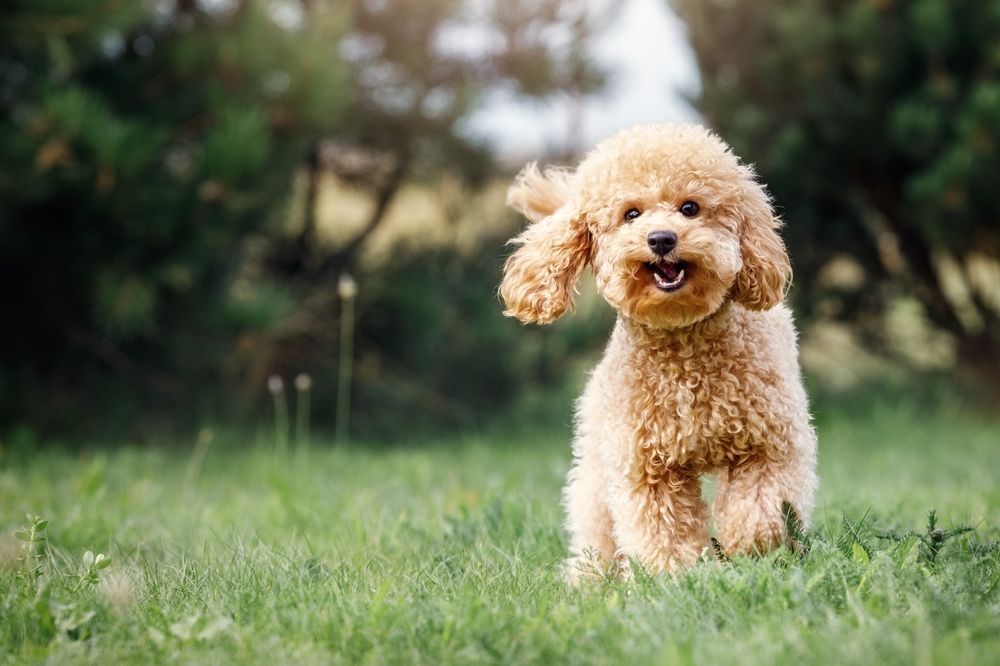 Smiling apricot-colored poodle sitting in green grass outdoors with a blurred background of trees.