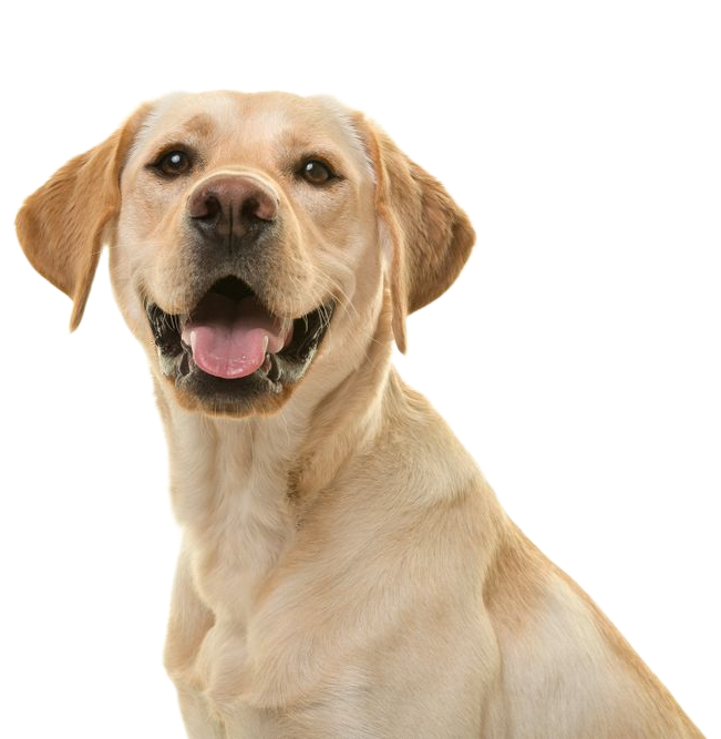 Yellow Labrador dog smiling, looking towards the viewer, white background.