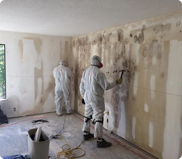 mold remediation services in Montgomery
