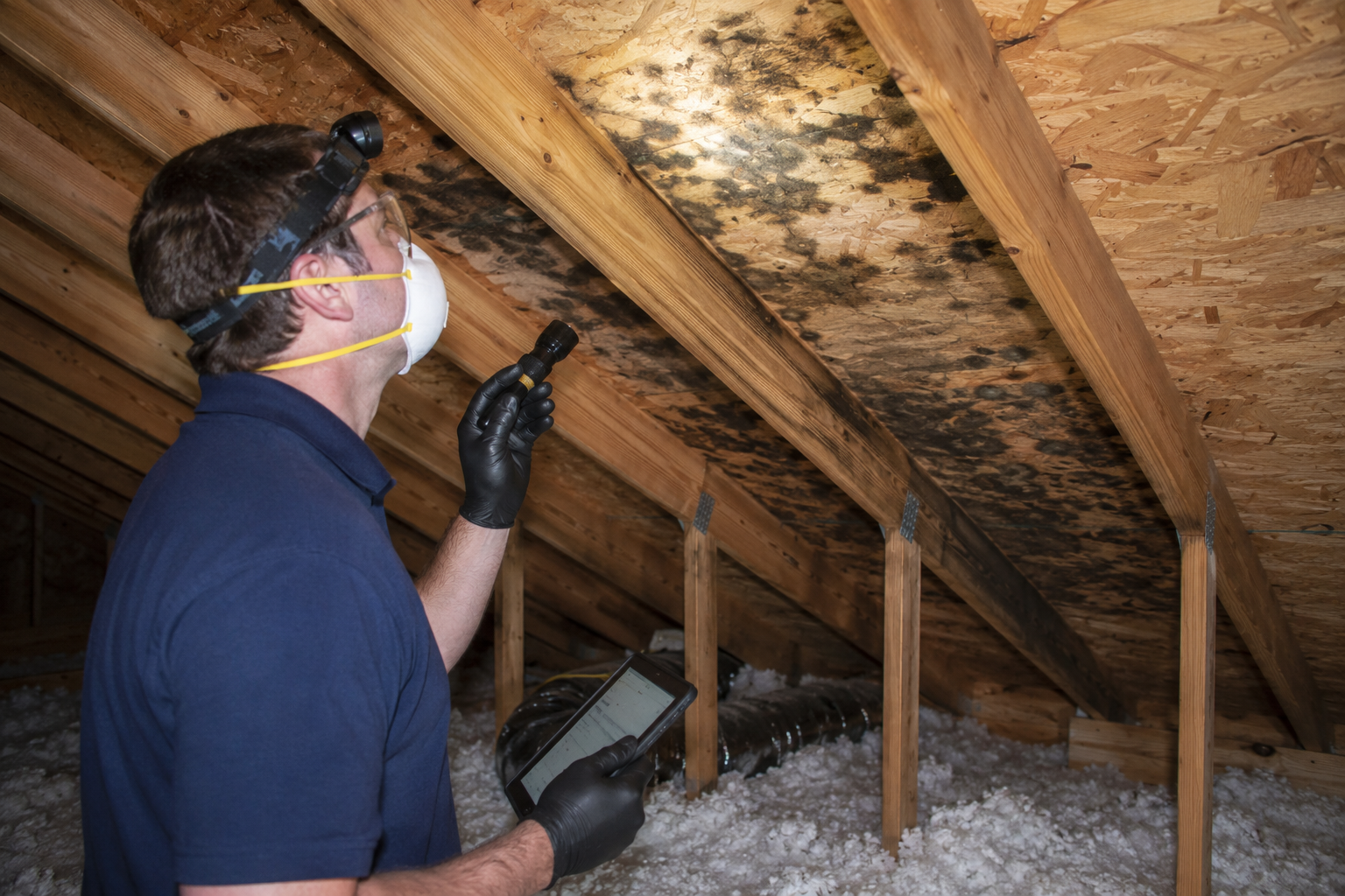 attic mold removal