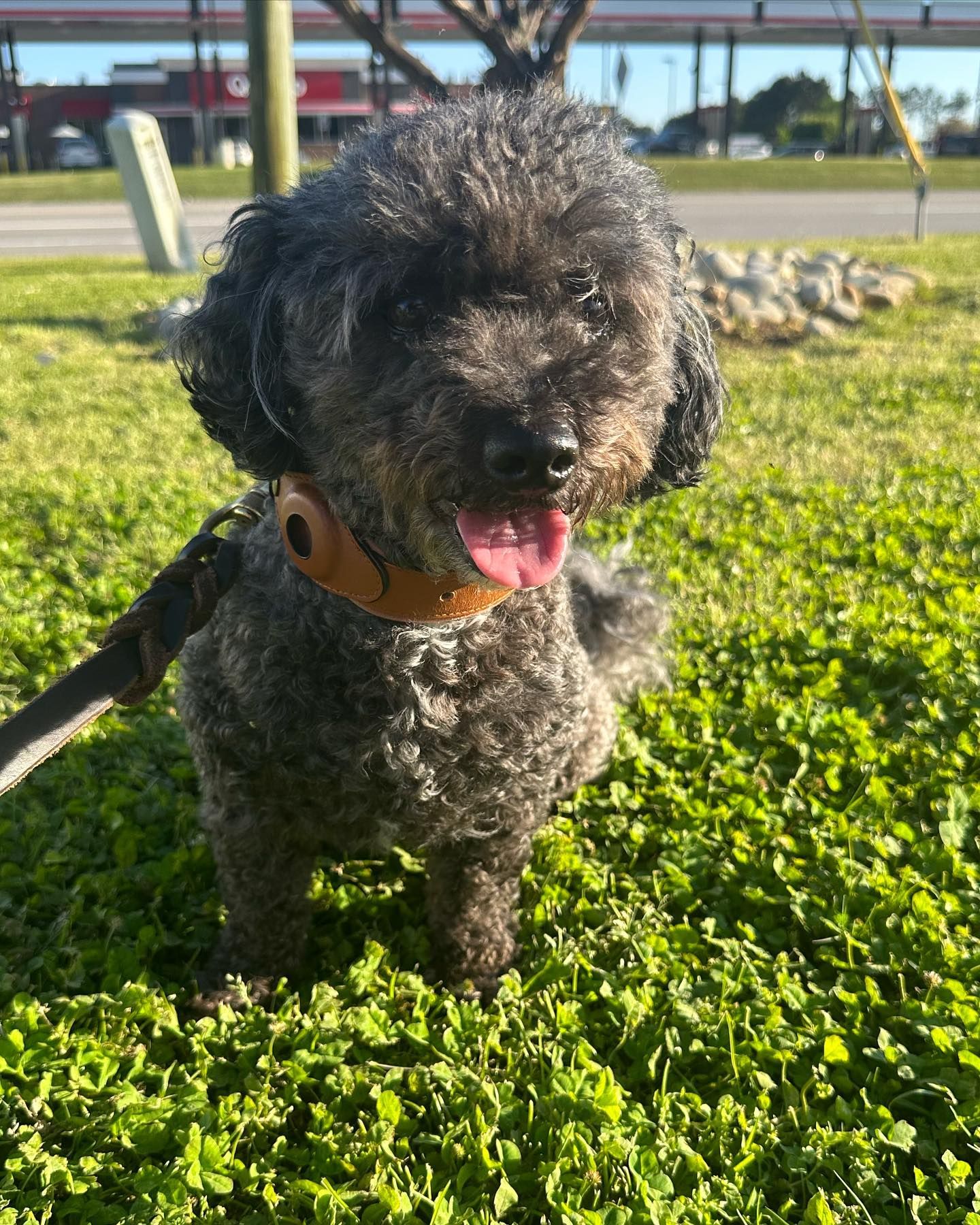 Pet Relocation Services | Austin, TX Pet Relocation Services | Austin, TX