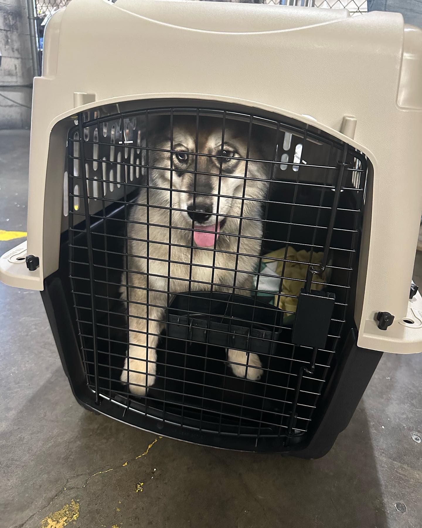 Pet Relocation Services | Houston, TX Pet Relocation Services | Houston, TX