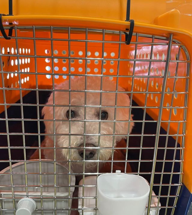 White dog in an orange and metal crate, looking forward with a neutral expression.